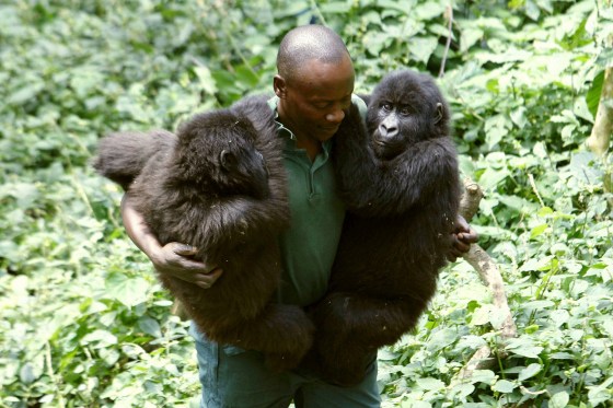 Ndakasi, mountain gorilla who became selfie star dies in the arms