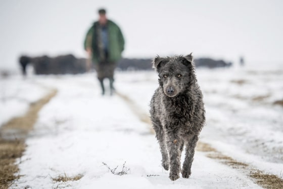 Mudi'? Try a toy: American Kennel Club adds 2 dog breeds