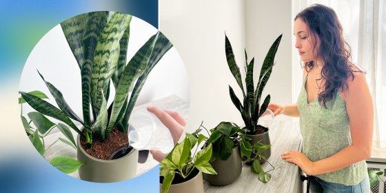 Illustration of Writer watering her Easyplant