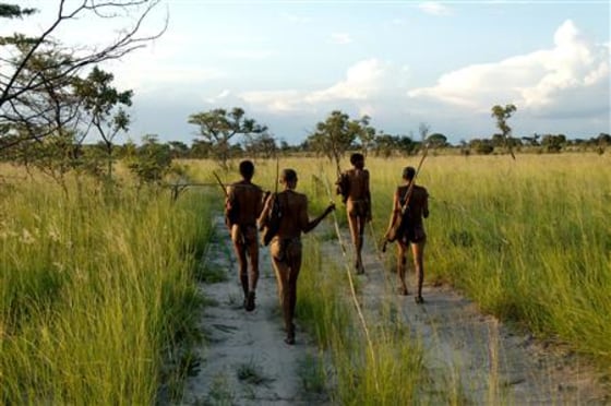 Bushmen, indigenous hunter-gatherers, of southern Africa walk in the Namibian Bush