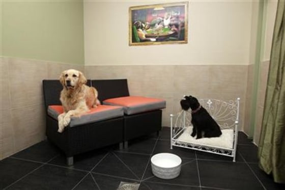 Dogs guests Cleo and Belle are seen in a room in the Actuel Dogs Hotel in Vincennes near Paris