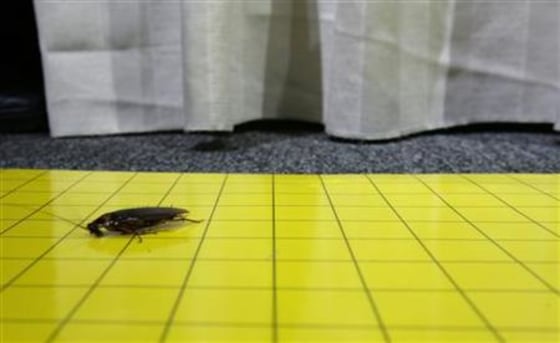 Cockroach is trapped during the Great Cockroach Derby in Singapore