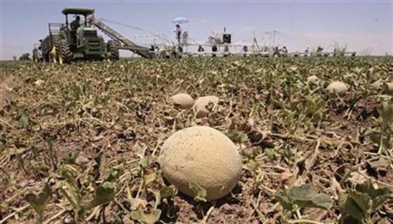 Farm workers harvest cantaloupe in Somerton, Arizona, June 7, 2006.