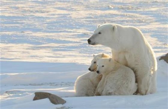 A World Wildlife Fund photograph taken along the western shore of Hudson Bay shows a female polar bear with two cubs near Churchill Canada