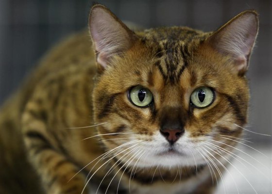 Chester, who won the most popular cat prize, looks on during a regional cat exhibition in Havana