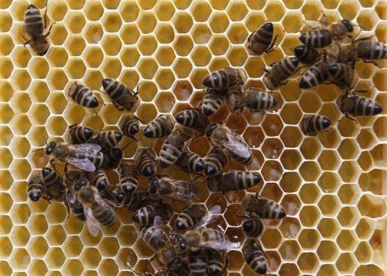 Bees gather on a honeycomb in Vienna