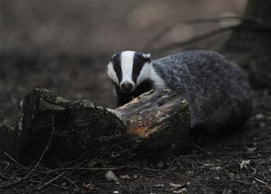 A badger walks through woodland near Pickering