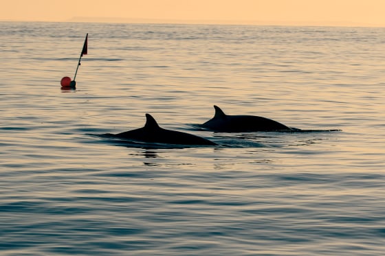 Image: Researchers believe they have found a previously unknown species of beaked whale in waters off Mexico's western coast