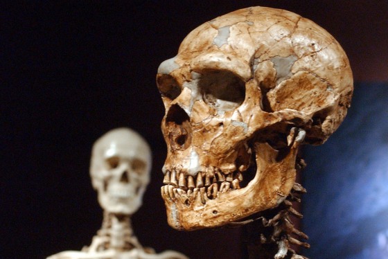 A reconstructed Neanderthal skeleton, right, and a modern human skeleton on display at the Museum of Natural History in New York on January 8, 2003.