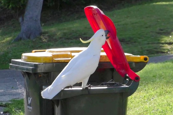 Image: SCIENCE-AUSTRALIA-ANIMAL-COCKATOOS