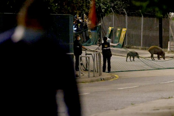 Animal Farm: Hong Kong launches wild boar hunt as animal attacks lead to crackdown  211118-hong-kong-boar-mb-1130-5b430f