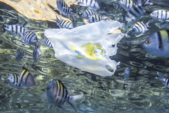 Fish in the Red Sea, Sharm El Sheikh, Egypt, October 2020.