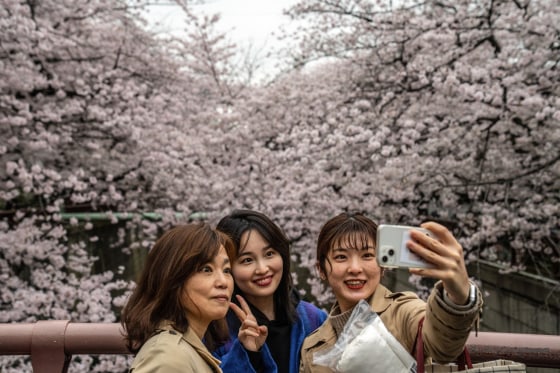 Image: Cherry Blossom Season Arrives In Tokyo