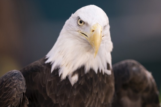 Wind energy company pleads guilty after at least 150 eagles killed in U.S.