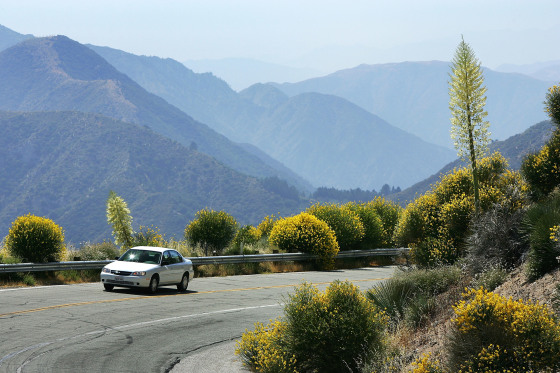 Wildflowers Bloom On First Day Of Summer After Record Rainy Winter