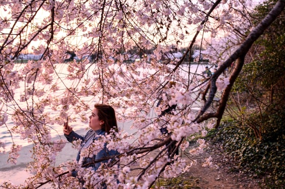 Image: A woman takes pictures of cherry blossoms in bloom as the sun rises, at the Tidal Basin in Washington, DC on March 23, 2022.