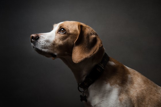 Researchers in the U.K. found that that the risk of people’s passing monkeypox to their pets was low.