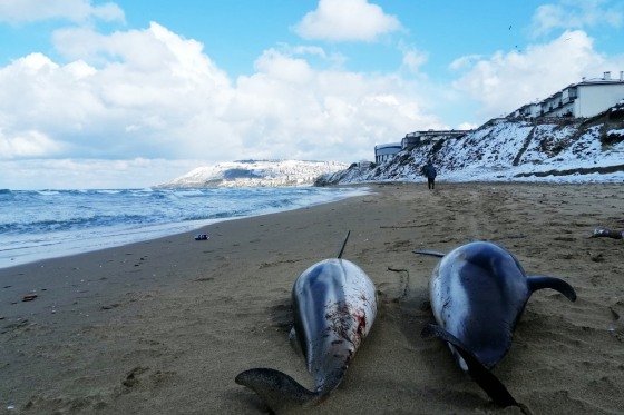 More than 100 dolphins have washed up on the Turkish coast since February.