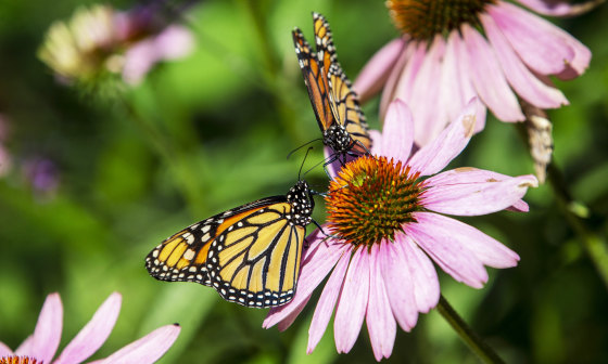 Monarch butterflies share a flower
