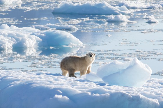 A southeast Greenland polar bear on a glacier in 2016.