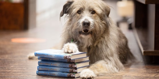 Rescue dog Kratu, who went viral for hilarious Crufts agility runs