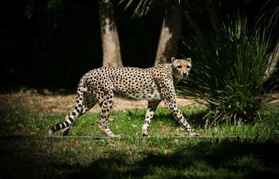 Image: FRANCE-ZOO-CHEETAH-ANIMALS