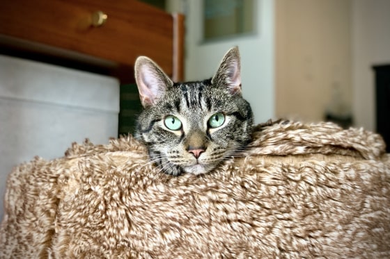 really cute photo of a cat named Theo