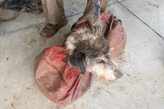 A group of cave divers saved a dog that was trapped inside a cave in Missouri for nearly two months.