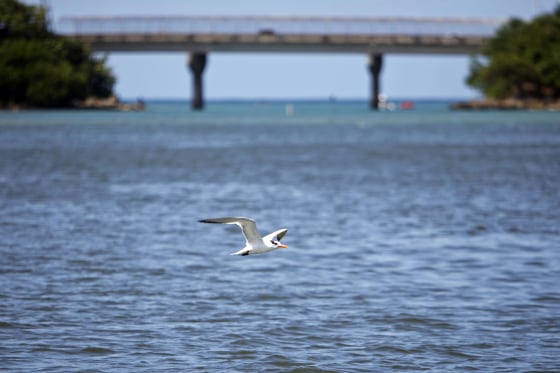 A bird flies over the San Juan Bay Estuary in San Juan, Puerto Rico.