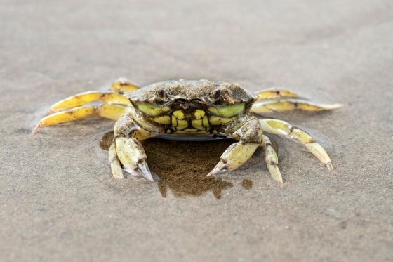 Green crabs have already invaded Washington's shorelines. Now they're ...