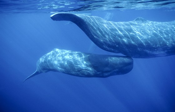 A sperm whale calf swims under its mother.