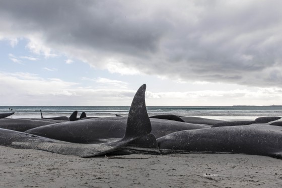 Pilot Whales Standed in New Zealand Die