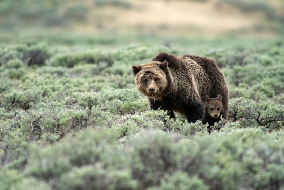 A Grizzly Bear and cub in Yellowstone National Park.