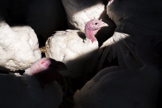 Nation Faces Turkey Shortage Ahead Of Thanksgiving Holiday