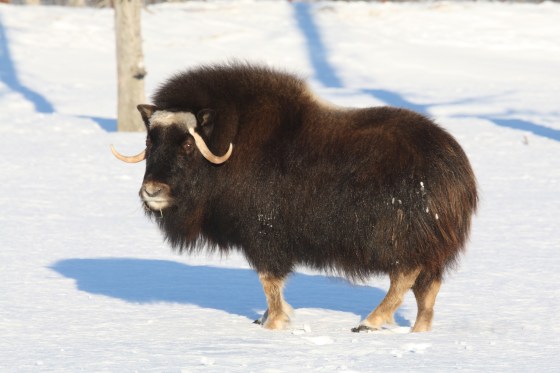 Muskox