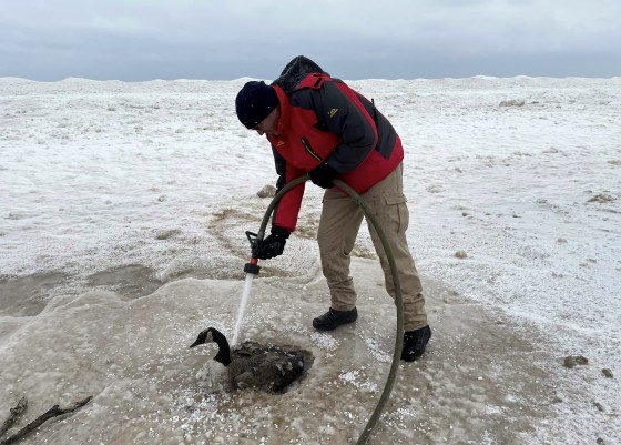 Photos Show Canada Goose Frozen in Wet Sand Saved by Firefighters