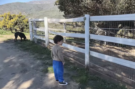 Archie observing animals.