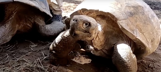 Rare Galápagos Tortoises Stolen From Zoo