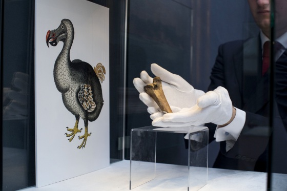 Bring back the dodo bird? Ambitious plan draws investors and critics