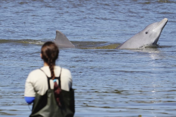 Dolphins and humans can team up to go fishing. Scientists now understand why.