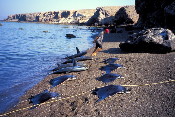 U.S. takes aim at global shark fin trade