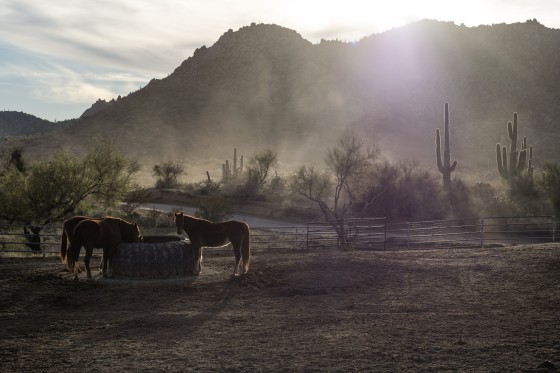 Boarded horses in Rio Verde Foothills, Ariz. on January 7, 2023.