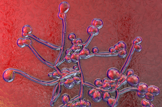 Fungal infections are becoming more common. Why isn’t there a vaccine?
