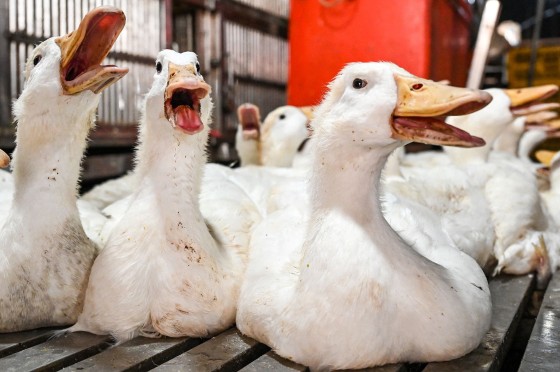 Bird flu cases in Cambodia under WHO investigation