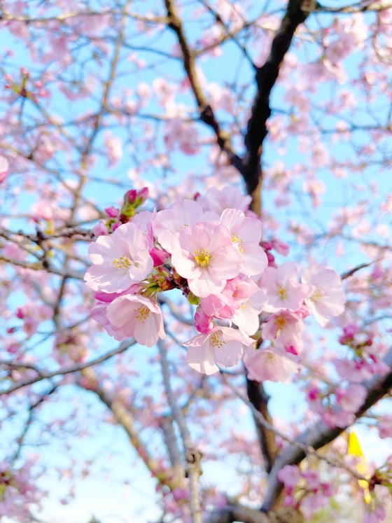 Cherry Blossoms in DC: When to Visit for Peak Bloom, Top Events – NBC4  Washington