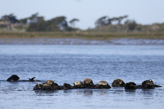 Rare strain of parasite that killed 4 otters in California could pose danger to humans, researchers say