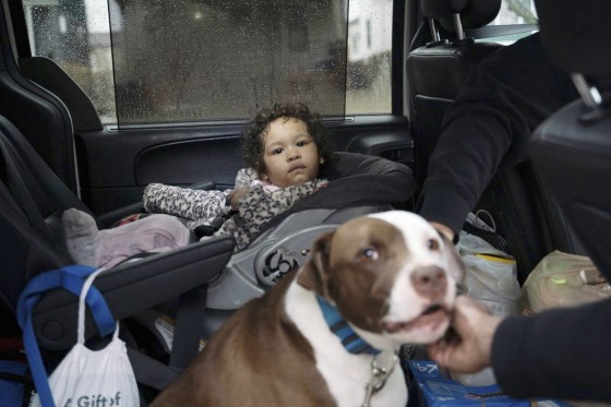 Hero Pit Bull Runs Into Burning Detroit House To Save Child