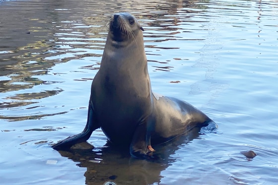 Freeway, the sea lion in 2022.