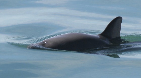 A vaquita porpoise