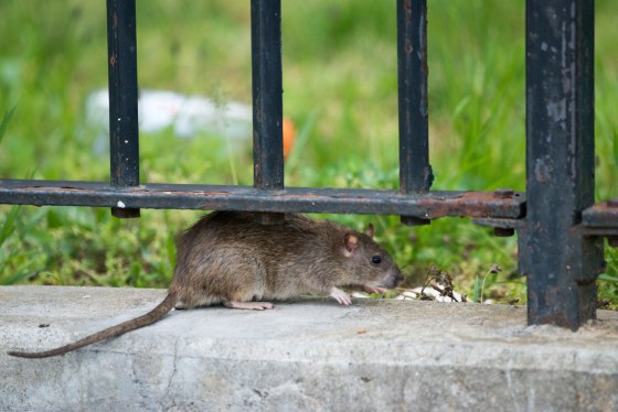 New York City Hires First ‘Rat Czar’: ‘There’s a New Sheriff in Town’